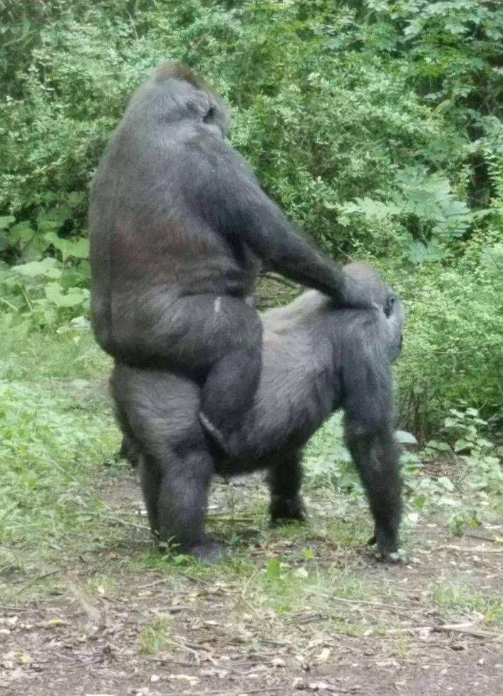 High Quality Monkey style Blank Meme Template