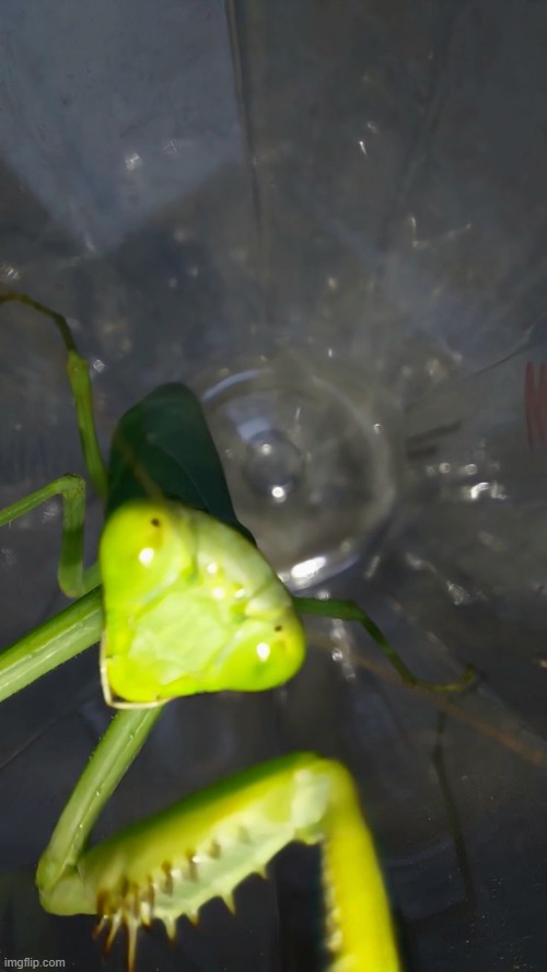 felt cute might delete later | made w/ Imgflip meme maker