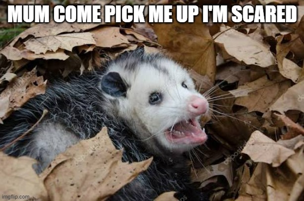 Mum come pick me up | MUM COME PICK ME UP I'M SCARED | image tagged in mum come pick me up | made w/ Imgflip meme maker