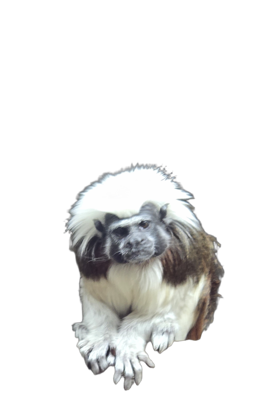 cotton-top tamarin Blank Meme Template