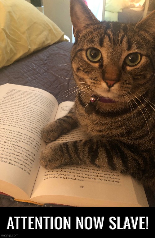 Attention Now | ATTENTION NOW SLAVE! | image tagged in cats,funny cats,attention,now,obey,narcissism | made w/ Imgflip meme maker