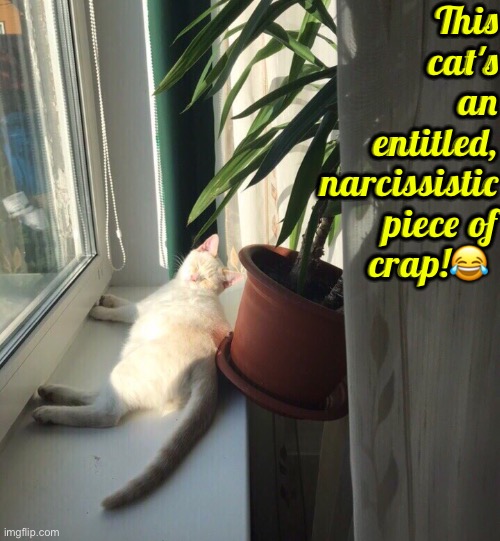 An Entitled Narcissistic Piece Of Crap | This cat's an entitled, narcissistic piece of crap!😂 | image tagged in cats,funny cats,narcissist,entitlement,i don't care,turd | made w/ Imgflip meme maker