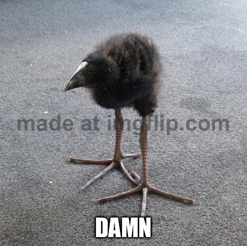 Pukeko chick | DAMN | image tagged in pukeko chick | made w/ Imgflip meme maker