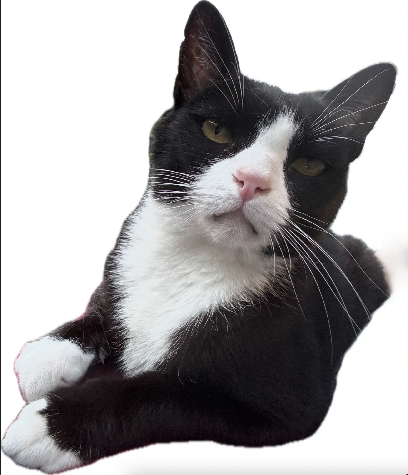 no cat Blank Meme Template