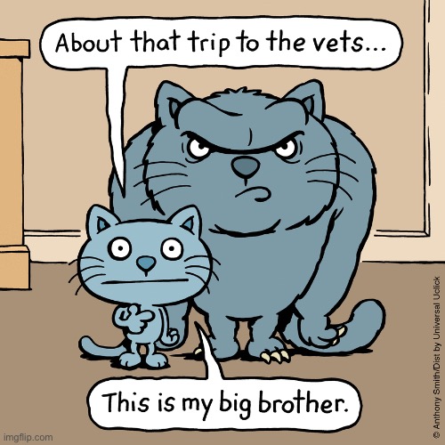 Cattitude | image tagged in cats,comics,cattitude,big brother,vet trip,not today | made w/ Imgflip meme maker