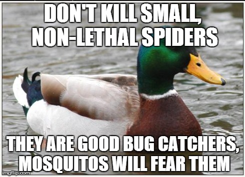 Actual Advice Mallard | DON'T KILL SMALL, NON-LETHAL SPIDERS THEY ARE GOOD BUG CATCHERS, MOSQUITOS WILL FEAR THEM | image tagged in memes,actual advice mallard,AdviceAnimals | made w/ Imgflip meme maker