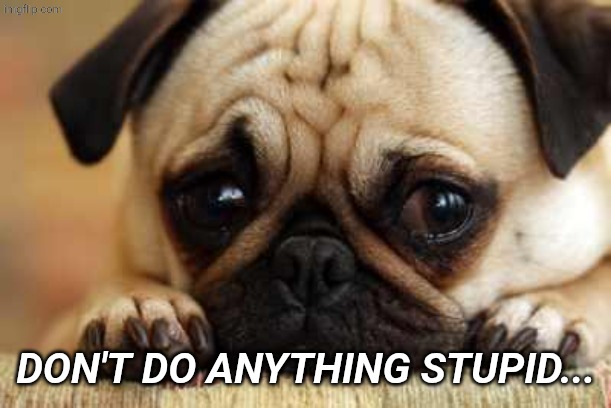 DON'T DO ANYTHING STUPID... | image tagged in sad dog | made w/ Imgflip meme maker