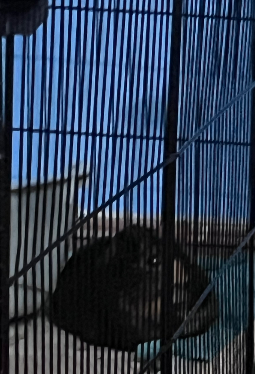 Mimi the piggy Blank Meme Template