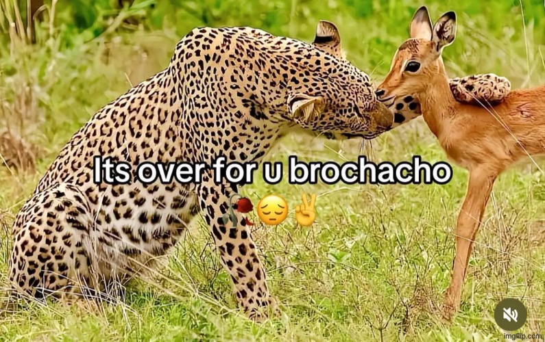 It over for you brochacho | image tagged in it over for you brochacho | made w/ Imgflip meme maker