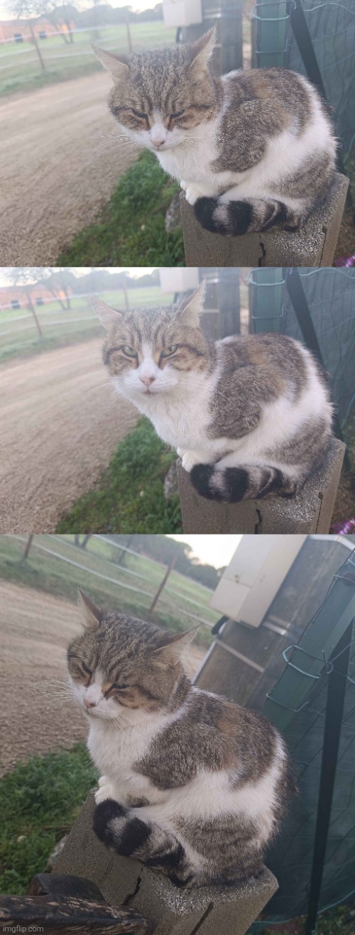 It was him btw, rest in peace Simba (he was such a silly goofball) | made w/ Imgflip meme maker