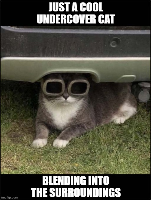 You Are Being Watched | JUST A COOL UNDERCOVER CAT; BLENDING INTO THE SURROUNDINGS | image tagged in cats,watching | made w/ Imgflip meme maker