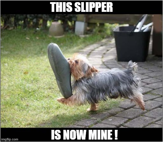 Just Look At That Proud Strut ! | THIS SLIPPER; IS NOW MINE ! | image tagged in dogs,yorkshire terrier,strut,slipper | made w/ Imgflip meme maker
