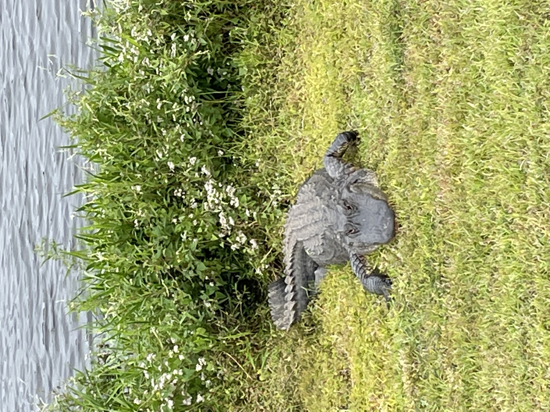 Bubba Blank Meme Template