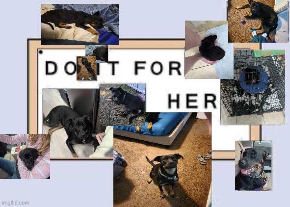 Baily | image tagged in do it for her | made w/ Imgflip meme maker