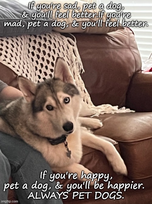 Always pet dogs | If you're sad, pet a dog, & you'll feel better.If you're mad, pet a dog, & you'll feel better. If you're happy, pet a dog, & you'll be happier. 
ALWAYS PET DOGS. | image tagged in dogs | made w/ Imgflip meme maker