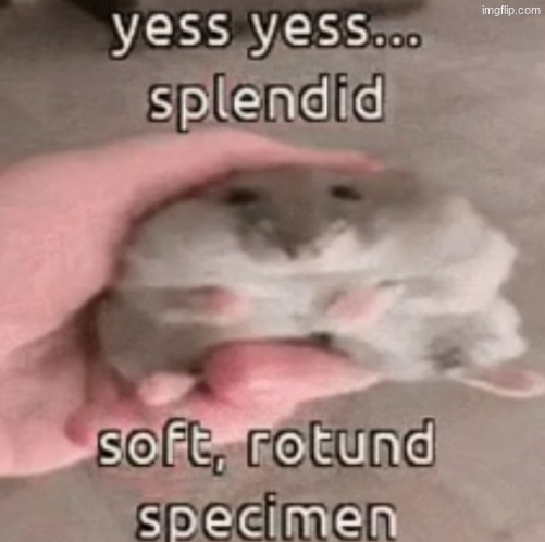 Upvote if hampter more relevant then any drama | image tagged in soft rotund specimen | made w/ Imgflip meme maker