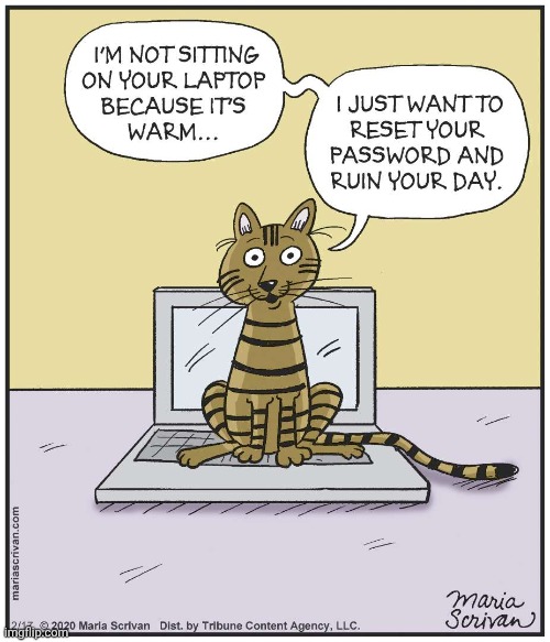 Cats being cats | image tagged in cats being cats | made w/ Imgflip meme maker