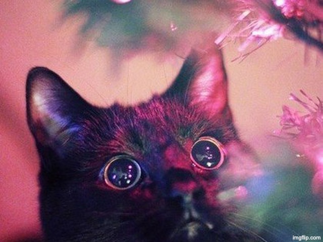 Its so shiny | image tagged in its so shiny | made w/ Imgflip meme maker