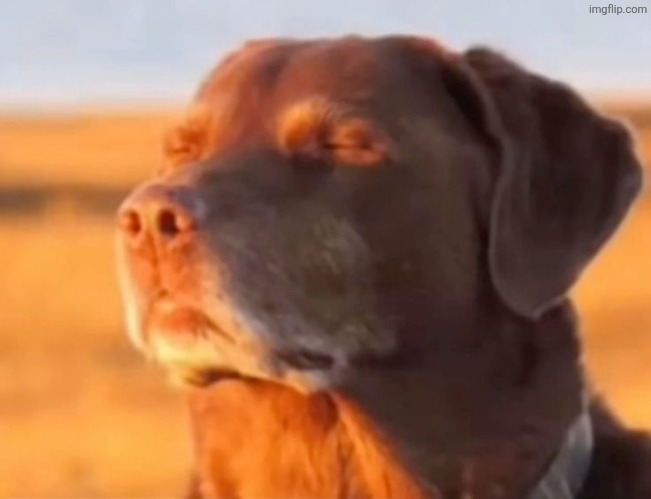 Let me know dog | image tagged in let me know dog | made w/ Imgflip meme maker