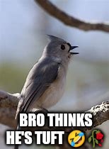 tufted titmouse | BRO THINKS HE'S TUFT 🤣🥀 | image tagged in tufted titmouse | made w/ Imgflip meme maker