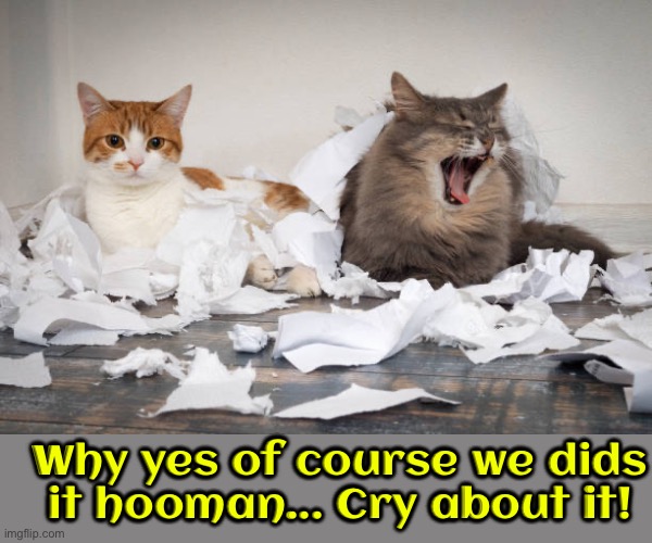 Cry About It | Why yes of course we dids it hooman... Cry about it! | image tagged in cats,funny cats,cry about it,shameless,entitlement,narcissist | made w/ Imgflip meme maker