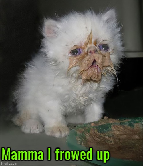 I Frowed Up | Mamma I frowed up | image tagged in cats,funny cats,cute kittens,kitten,vomit,aww | made w/ Imgflip meme maker
