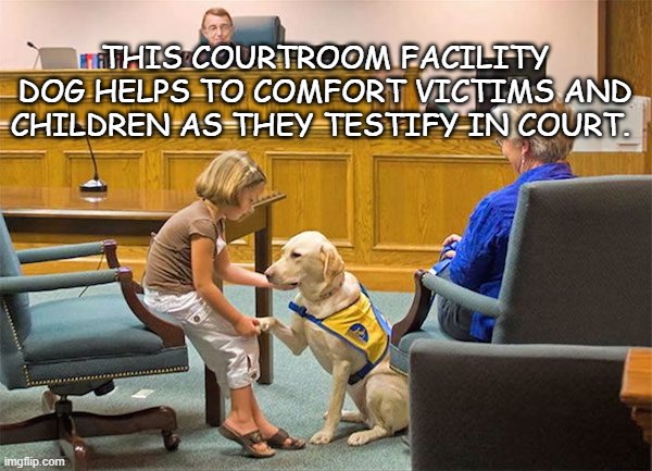 Courtroom Comfort Dogs | THIS COURTROOM FACILITY DOG HELPS TO COMFORT VICTIMS AND CHILDREN AS THEY TESTIFY IN COURT. | image tagged in dogs,anxiety,children,courtroom | made w/ Imgflip meme maker