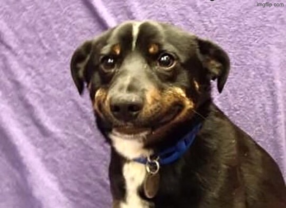 Cringe laugh puppy | image tagged in cringe laugh puppy | made w/ Imgflip meme maker