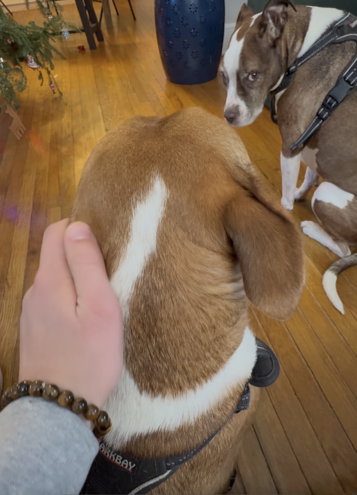 Jealousy Blank Meme Template