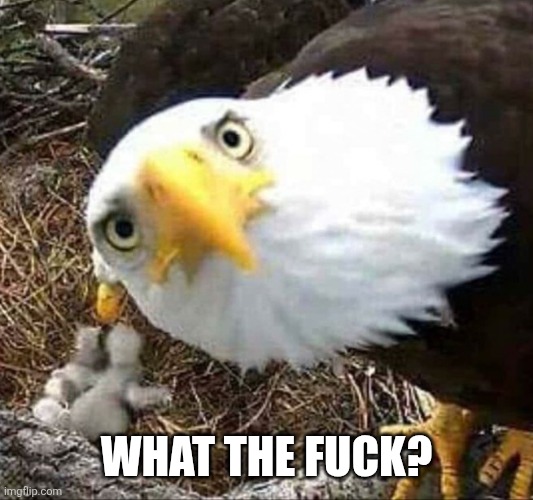 Eagle nest | WHAT THE FUCK? | image tagged in eagle nest | made w/ Imgflip meme maker