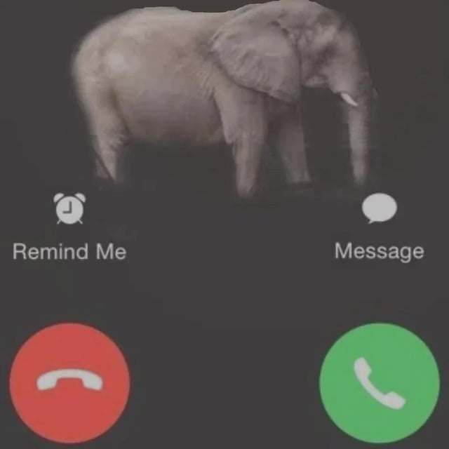 elephant is calling Blank Meme Template