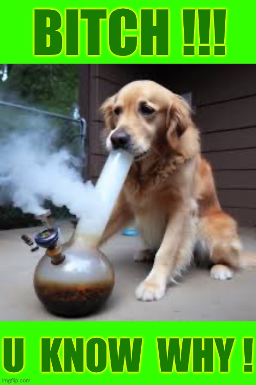 PUFFY POWER !!!  Good Boy !   : ) | BITCH !!! U  KNOW  WHY ! | image tagged in memes,blank transparent square | made w/ Imgflip meme maker