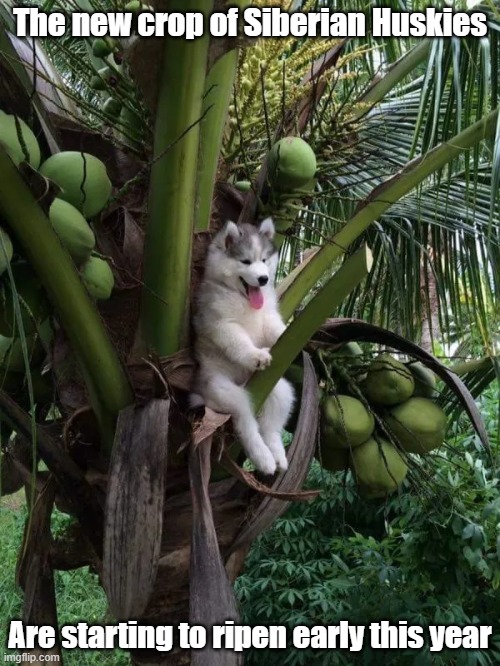 Who's A Good Boy | The new crop of Siberian Huskies; Are starting to ripen early this year | image tagged in dog,crop,garden,playtime | made w/ Imgflip meme maker