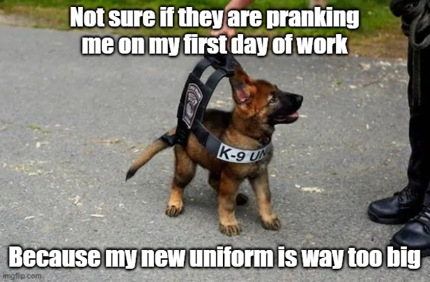Fuzzy Fuzz | Not sure if they are pranking me on my first day of work; Because my new uniform is way too big | image tagged in cute,puppy,k9,police,prank | made w/ Imgflip meme maker