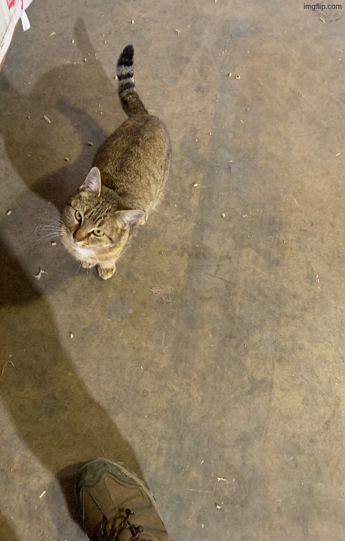 made w/ Imgflip meme maker