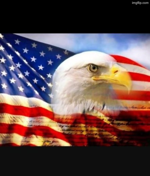 american eagle | image tagged in american eagle | made w/ Imgflip meme maker
