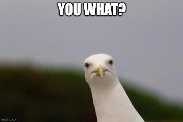 Cheeky gull | YOU WHAT? | image tagged in cheeky gull | made w/ Imgflip meme maker