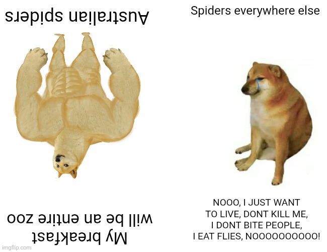 Spooders | Australian spiders; Spiders everywhere else; NOOO, I JUST WANT TO LIVE, DONT KILL ME, I DONT BITE PEOPLE, I EAT FLIES, NOOOOOOOOOO! My breakfast will be an entire zoo | image tagged in memes,buff doge vs cheems,spiders,meanwhile in australia | made w/ Imgflip meme maker