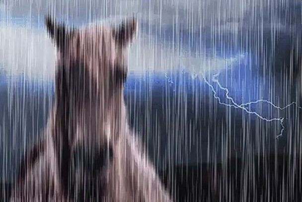Horse in rain Blank Meme Template