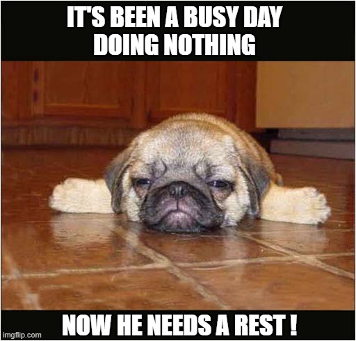 One Lazy Dog ! | IT'S BEEN A BUSY DAY
DOING NOTHING; NOW HE NEEDS A REST ! | image tagged in dogs,lazy,rest | made w/ Imgflip meme maker