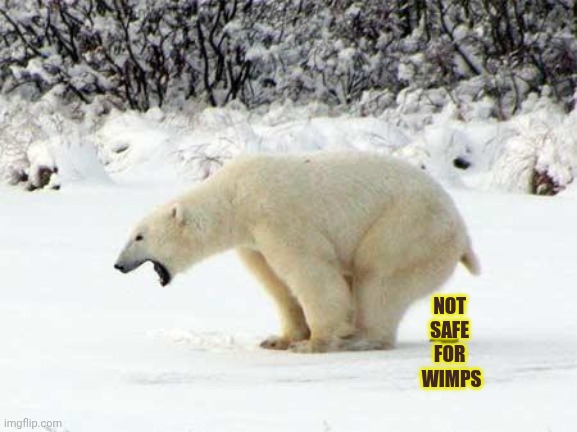 Polar Bear Shits in the Snow | NOT 
SAFE 
FOR 
WIMPS | image tagged in meh | made w/ Imgflip meme maker
