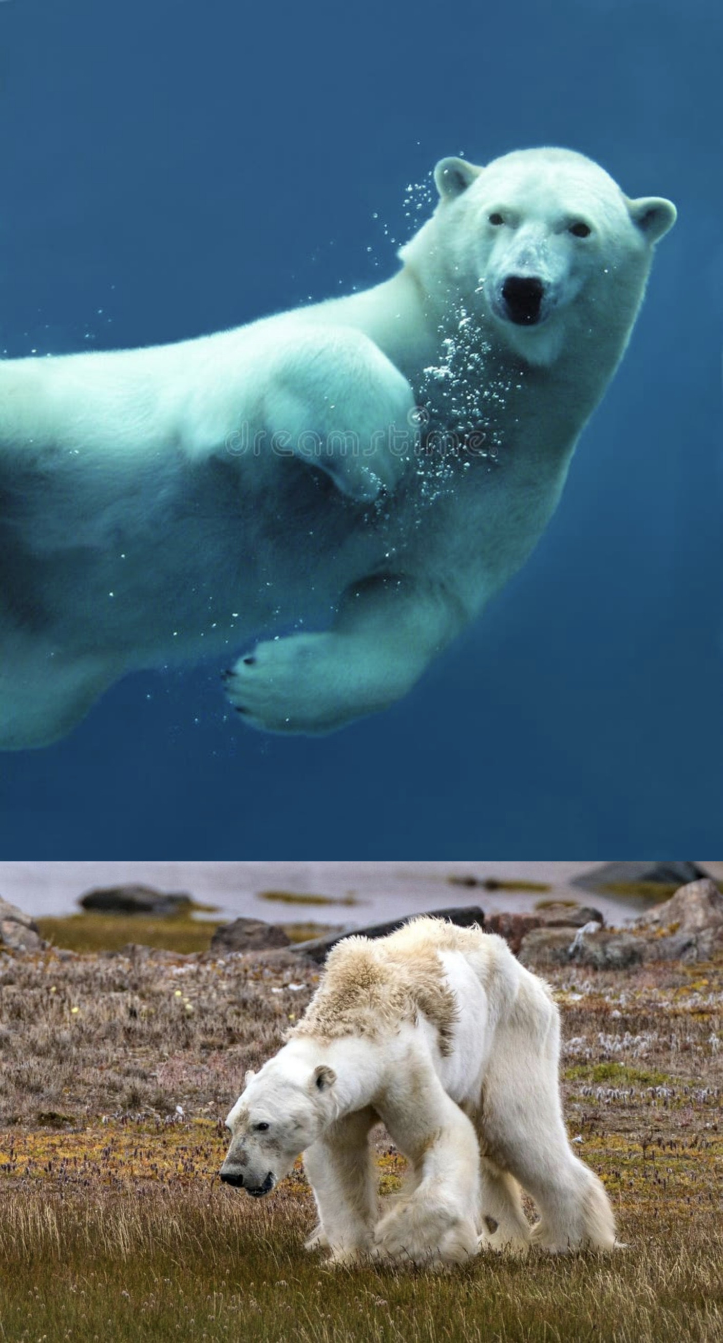 a polar bear under water and a starving polar bear on green land Blank Meme Template
