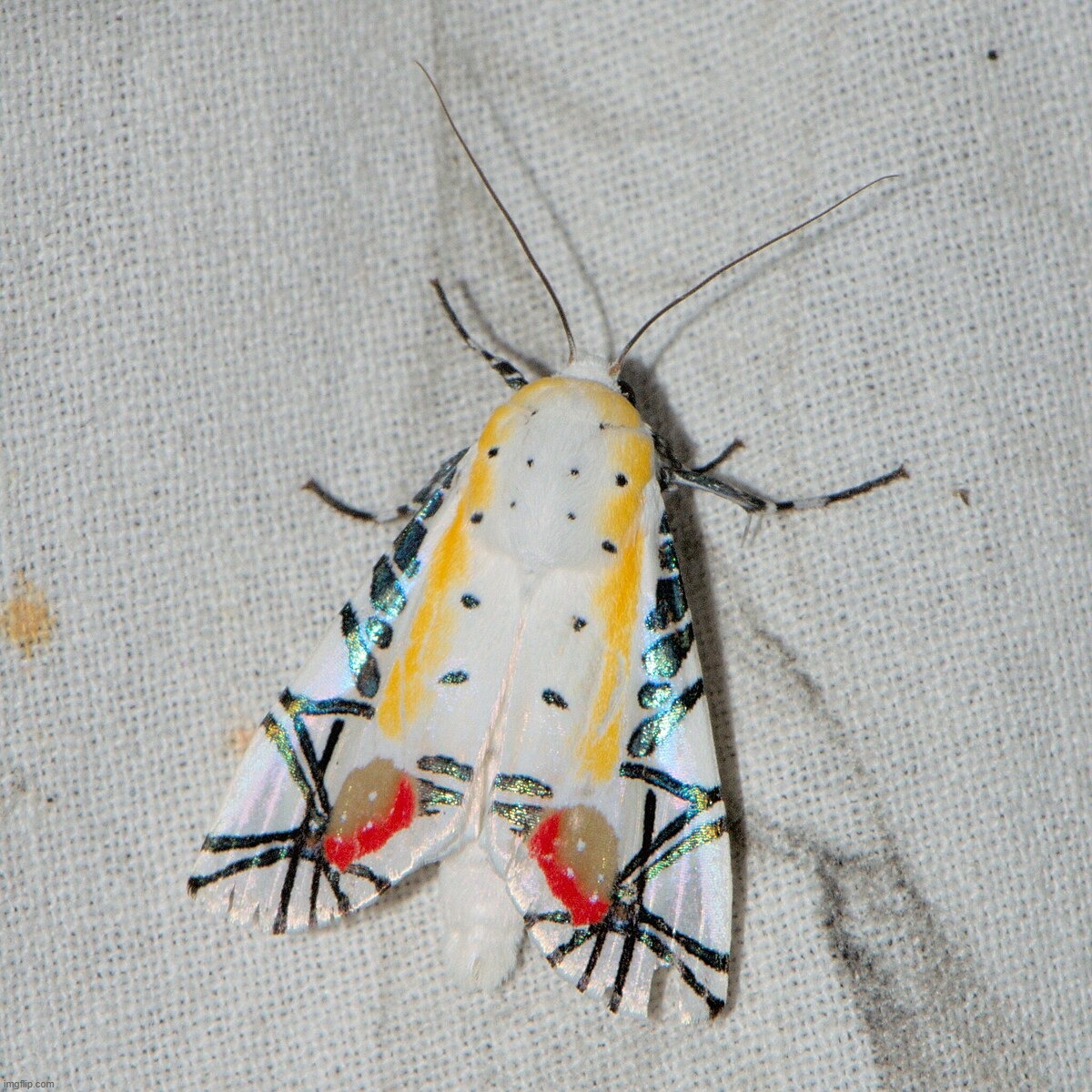 picasso moth | made w/ Imgflip meme maker