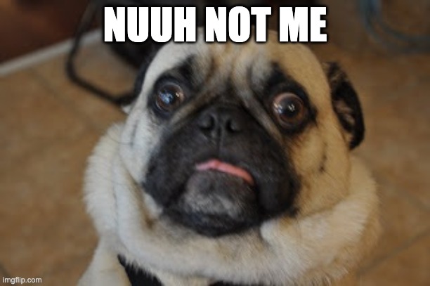 Pug worried | NUUH NOT ME | image tagged in pug worried | made w/ Imgflip meme maker