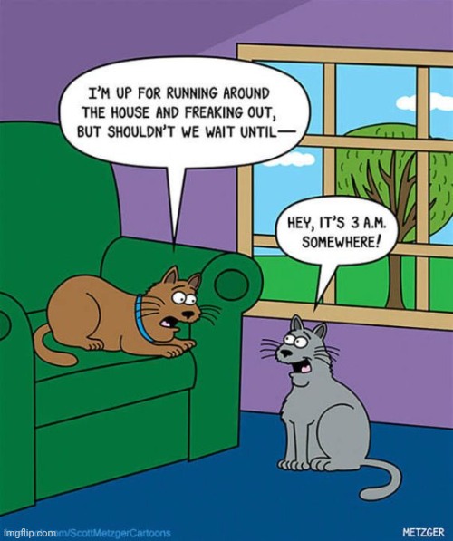 Cats being cats | image tagged in cats being cats | made w/ Imgflip meme maker