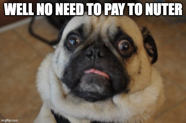 Pug worried | WELL NO NEED TO PAY TO NUTER | image tagged in pug worried | made w/ Imgflip meme maker