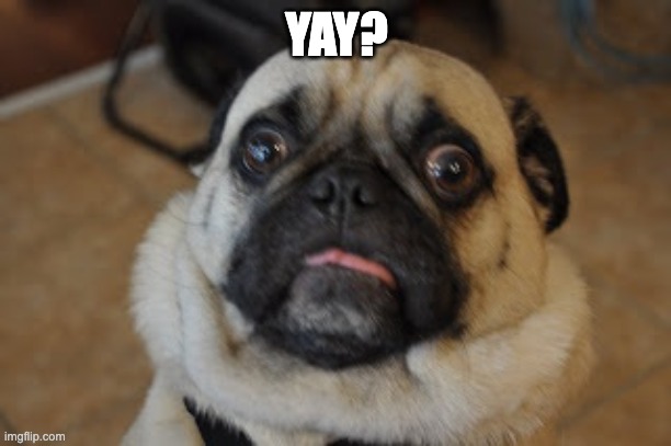 Pug worried | YAY? | image tagged in pug worried | made w/ Imgflip meme maker