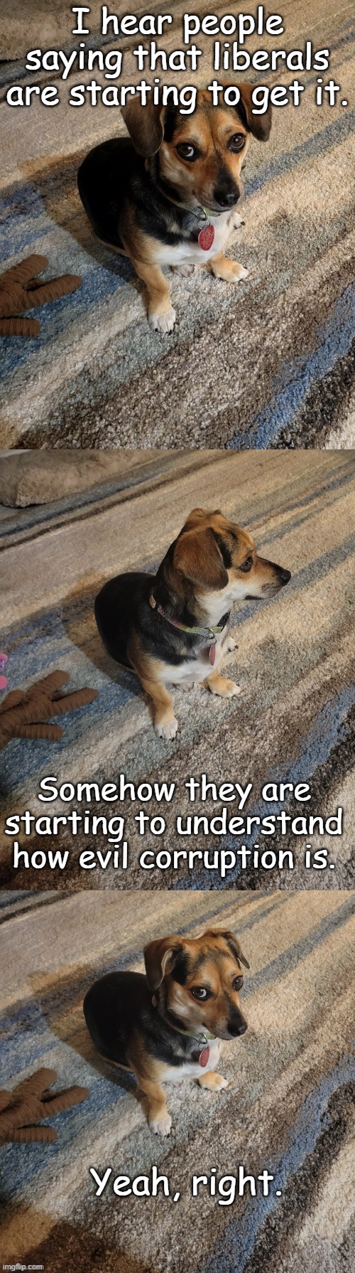 When their backs are against the Walz, they still won't change. | I hear people saying that liberals are starting to get it. Somehow they are starting to understand how evil corruption is. Yeah, right. | image tagged in skeptical dog | made w/ Imgflip meme maker