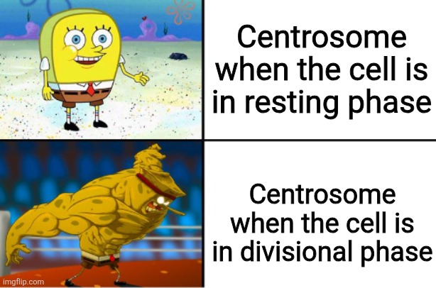 Spongebob | Centrosome when the cell is in resting phase; Centrosome when the cell is in divisional phase | image tagged in weak vs strong spongebob | made w/ Imgflip meme maker