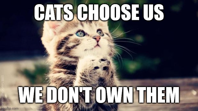 Cats choose up | CATS CHOOSE US; WE DON'T OWN THEM | image tagged in praying cat | made w/ Imgflip meme maker
